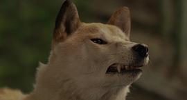 日本关于流浪狗的电影 图8