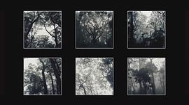 Deforest 圖1