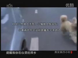 流浪狗小黃的故事 圖6