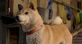 日本关于流浪狗的电影 图2