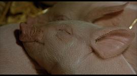 我想要看小猪宝贝 图8