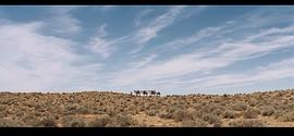 沙漠大战鸵鸟电影免费观看 图1