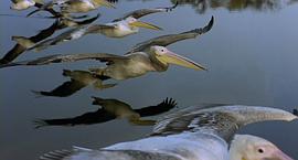 迁徙的鸟纪录片在线观看免费 图3