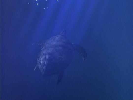 深海巨灵大海龟结局