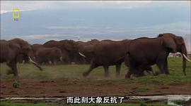 非洲致命动物视频 图10
