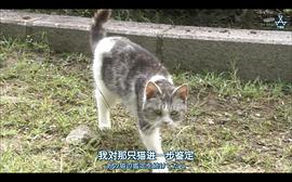 科搜研之女16季劇情 圖1