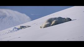 拉斯维加斯北极熊电影 图2