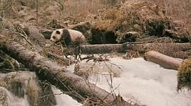 《熊猫回家路》电影 图2