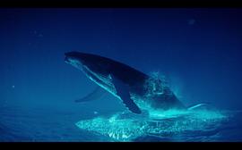 座头鲸纪录片 图6