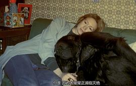科科：會(huì)說話的大猩猩 圖10