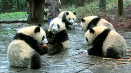 大熊猫淘淘纪录片 图10