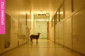 平靜的生活 圖5