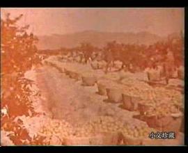 喜看農(nóng)業(yè)大豐收 圖7