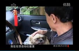 流浪狗小黃的故事 圖8