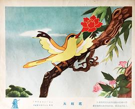 大紅花 圖2