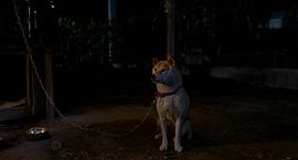 日本狗的电影感人的叫什么 图4