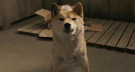 日本关于流浪狗的电影 图8