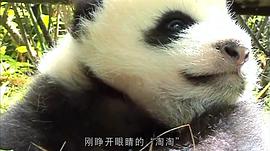 大熊猫淘淘纪录片 图8