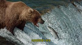 棕熊吃鲑鱼纪录片 图2