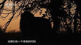 白獅成長記3 圖6