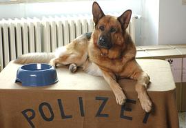 警犬萊克斯 圖4