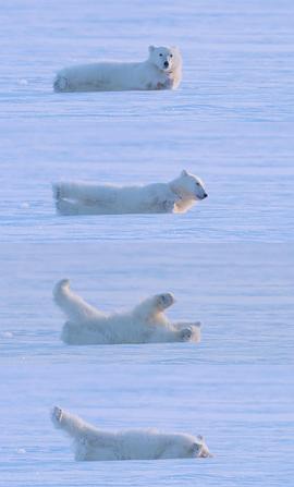 北极熊体型和人的比例 图2