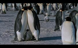 帝企鹅的纪录片 图10