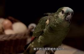 一部关于鹦鹉的电影 图8