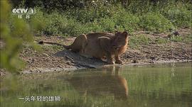 白獅成長記 圖6