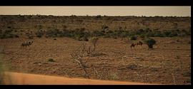 沙漠鸵鸟电影免费观看 图10