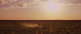 沙漠鸵鸟电影免费观看 图2