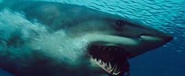 深海狂鲨 图5