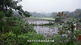 川味 第二季 圖5