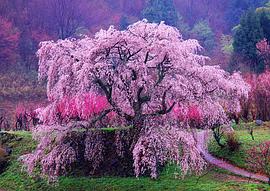 新桃花源記 第一季 圖2