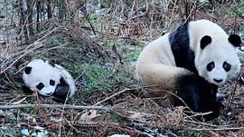 大熊猫淘淘现状 图8