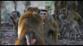 十二猴子电影解析 图3