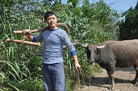 鳳凰情 圖3