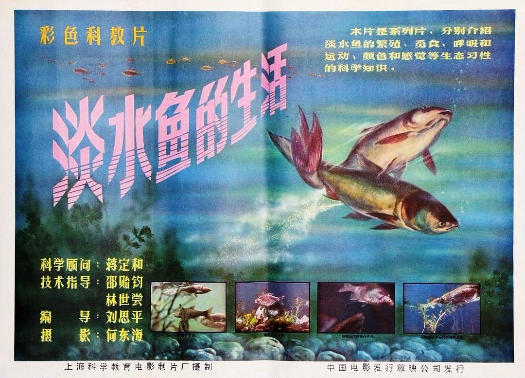 淡水魚的生活