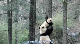大熊猫淘淘现在怎么样了 图9