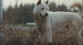 关于雪地犬的电影 图10