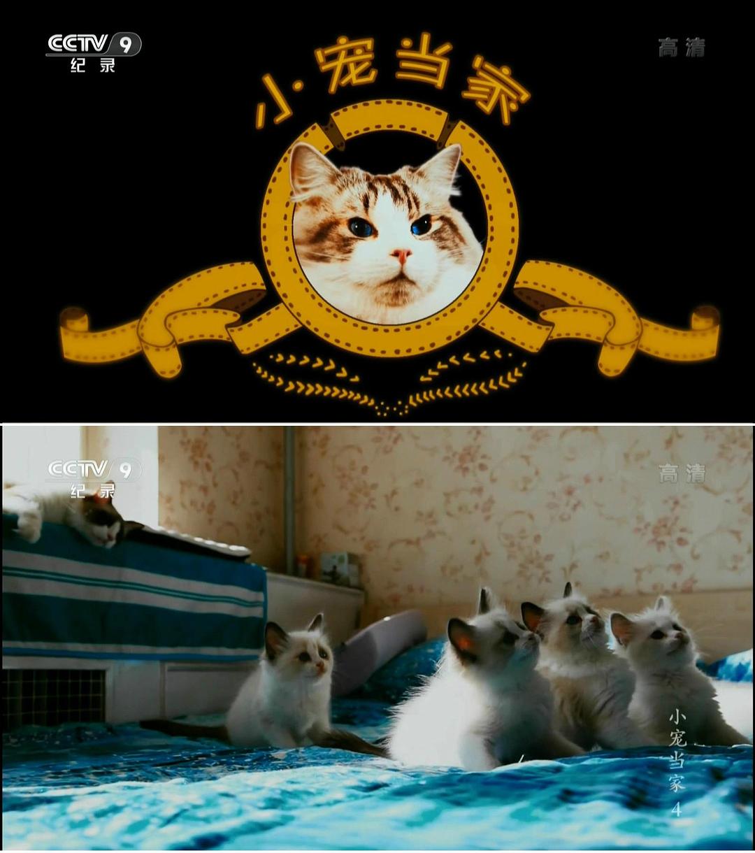 小寵當(dāng)家