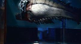 美国电影食人鱼3D影评 图1