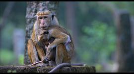 十二猴子电影解析 图10