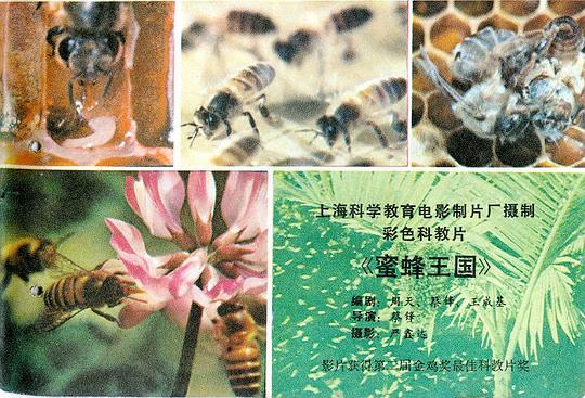 蜜蜂有