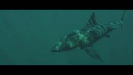 2020年上映的鲨鱼电影 图9