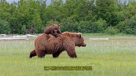 阿拉斯加的棕熊免费观看 图5