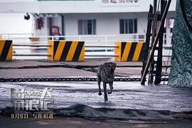 忠犬流浪狗印度电影 图8