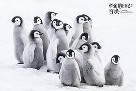 企鹅日记电影 图10