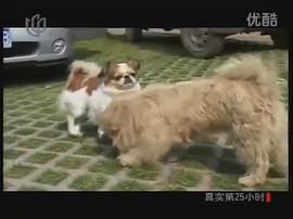 流浪狗小黃的故事 圖7