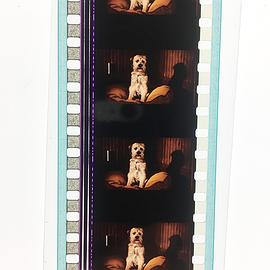 外星神犬 圖4